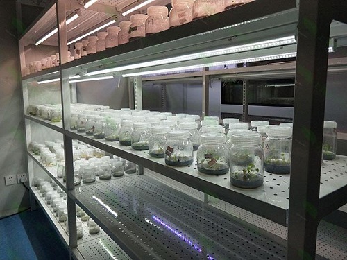 海盐植物组织培养实验室设计建设方案